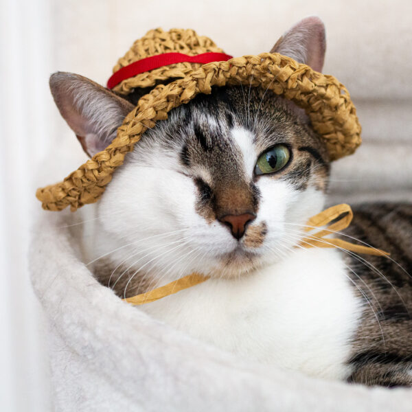 Chat portant un chapeau de paille en crochet, imaginé et confectionné à la main par les Mignonstres, une marque le Rat et l’Ours.