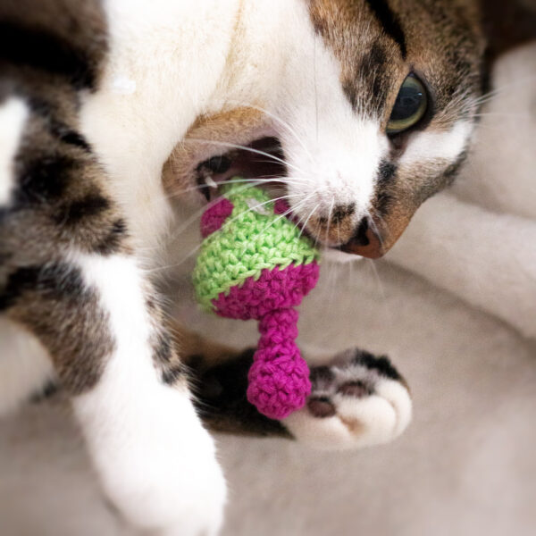 Chat jouant avec un jouet pour chat en crochet représentant un champignon hallucinogène, imaginé et confectionné à la main par les Mignonstres, une marque le Rat et l’Ours.